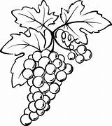 Grapes Vine Colorluna Vines Vineyard Uvas sketch template