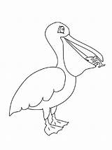 Pages Coloring Pelican Birds Recommended Pelicans sketch template