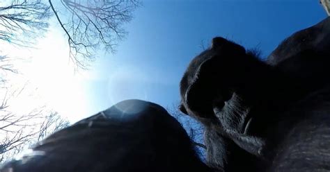chimp swats  drone  stick video time