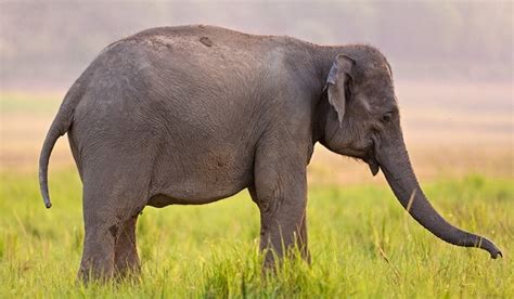 elefanti  piante rapporto importante focusit