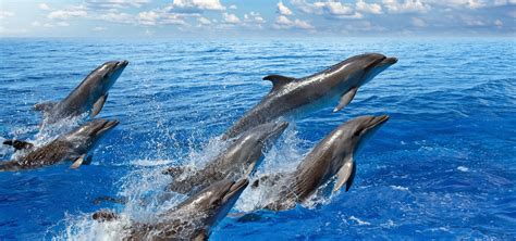 sonar  delfines conoce su significado wemystic
