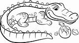 Alligator Cocodrilo Crocodile Cocodrilos Colorear Jacaré Bichos Desenho Getdrawings Bichinhos Clipartmag Rainforest Coco Dibujosonline sketch template