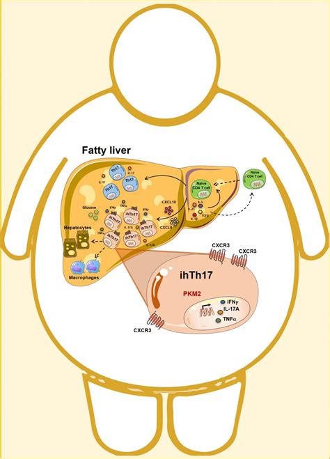 Research Reveals Potential Treatment To Prevent Obesity Driven Liver