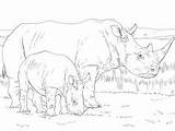 Rinoceronte Rhino Dibujos Hembra Javelina Cuerno Pigs Peccaries sketch template