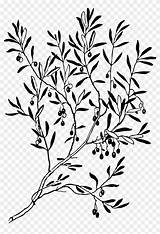 Olive Clipart Tree Branch Coloring Line Book Illustration sketch template