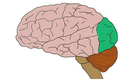 Occipital Lobe Definition — Neuroscientifically Challenged