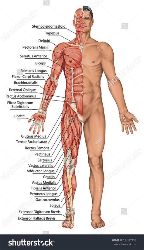 anatomical board male anatomy mans anatomical