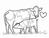 Cow Vaca Vacas Bezerro Angus Mamando Hereford Ctr Happy Erin Coloringcity Ecoloringpage sketch template