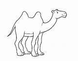 Camel African Coloring Coloringcrew sketch template