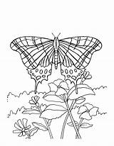 Coloring Pages Butterfly Butterflies Flowers Printable Flower Kids Swallowtail Sheets Adult Spring Drawing Tiger Insect Bestcoloringpagesforkids Books Bird Daisy Monarch sketch template