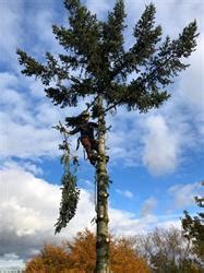 boomverzorging ermelo het betere onderhoud en snoeiwerk