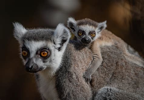zoo celebrates birth   rare baby lemurs bt