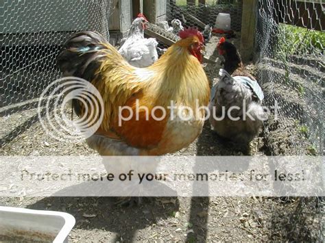Updated Lemon Blue Cochin Photos Picture Heavy Backyard Chickens