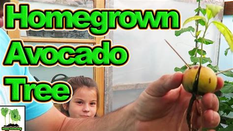 How To Grow Avocado From Seed Youtube