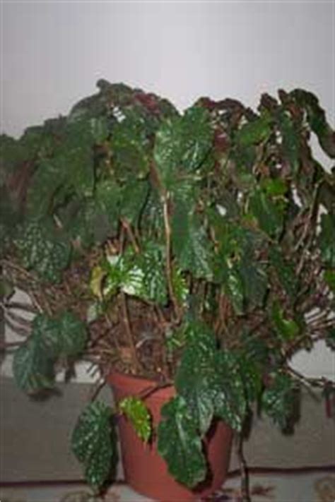 plantoasiscom angel wing begonia begonia coccinea