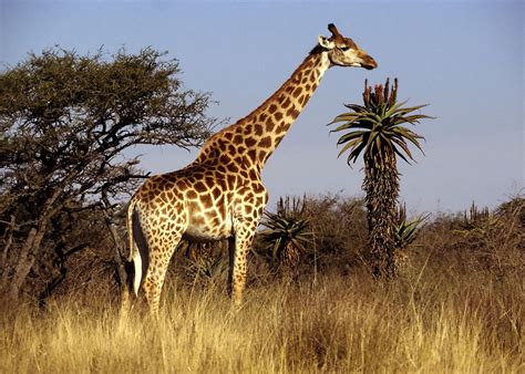 giraffe largest animal   world animals lover
