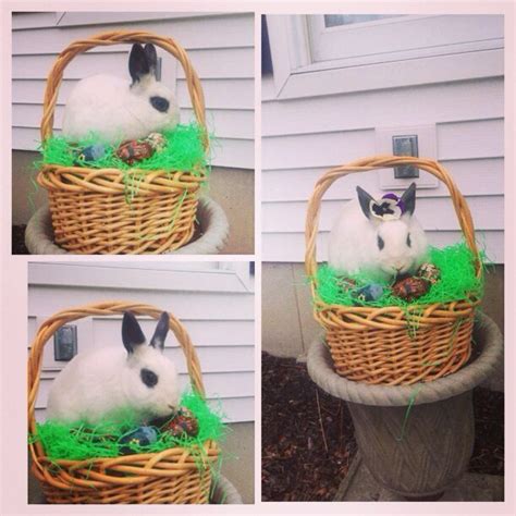easter bunny   basket decorative wicker basket cute bunny basket