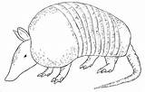 Armadillo Coloring Pages Printable Draw Drawing Coloringbay Drawings Colouring Central Drawcentral Animal Visit Paper Cloud sketch template
