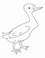 Duck Coloring Mallard Pages Popular Library Clipart sketch template