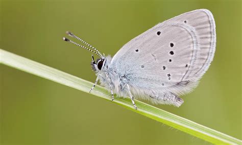 small blue butterfly conservation