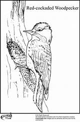 Woodpecker Coloring Pages Red Cockaded Bird Teamcolors Bookmark Url Title Read sketch template