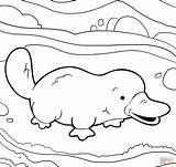 Platypus Coloring Pages Cute Printable Supercoloring Perry Color Baby Template Easy Para Dibujo Ornitorrinco Colorear Colouring Crafts Coloriage Ornithorynque Select sketch template