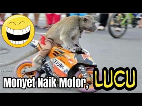 monyet naik motor motoran lucu youtube