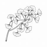 Ginkgo Isolated Vecteezy sketch template