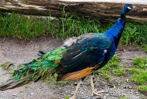 Peacock Blue Bird · Free Photo On Pixabay