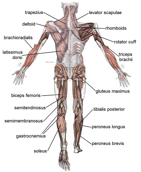 filemuscle posterior labeledpng wikimedia commons