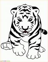 Harimau Mewarnai Tk Paud Marimewarnai Sumber sketch template