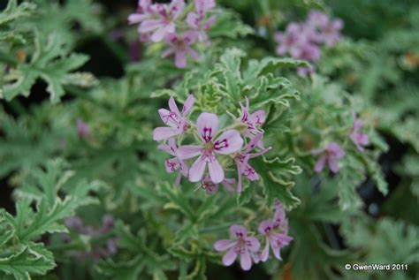 perfect pelargoniums lady plymouth  attractive   years