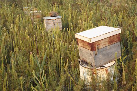 beehives stock image  science photo library