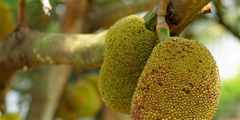 What Is Jackfruit How To Eat Jackfruit Men’s Health