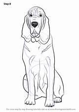 Bloodhound Drawingtutorials101 sketch template