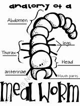 Mealworm Meal Mealworms Teachersnotebook sketch template
