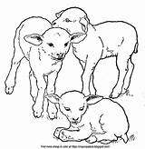 Lambs Mothers Waiting sketch template