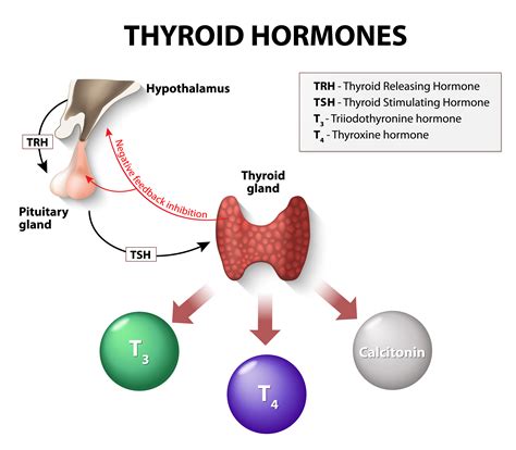 thyroid hormones interact renewed vitality