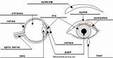 Enchantedlearning Eyeball Easy Senses Wiring Elementary sketch template