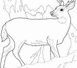 Coloring Mule Getcolorings Deer sketch template