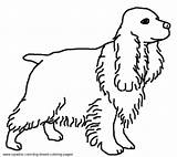 Coloring Cocker Pages Spaniel Dog Breed sketch template