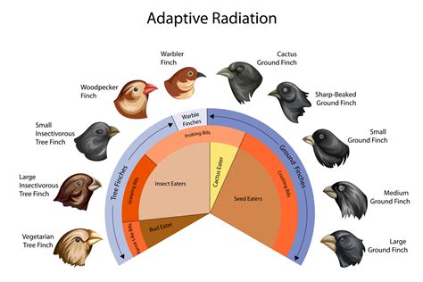 darwins finches adaptive radiation