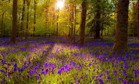 forest meadow beautiful views wallpapers