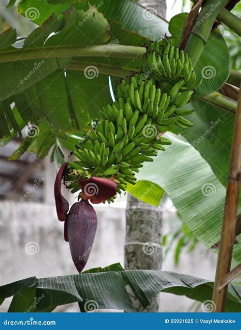 Growing Bananas In Nepal Stock Image Image Of Charali 55921025