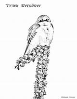 Swallow Tree Male sketch template