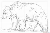 Draw Bear Grizzly Drawing Step Sketch Coloring Tutorials Printable Tracing Pages sketch template