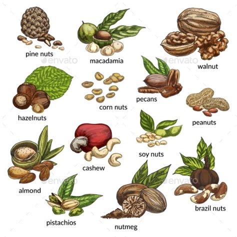 nuts   names   white background food objects