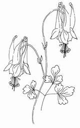 Aquilegia Columbine Canadensis Wild Toadshade Drawing Wildflower Farm sketch template