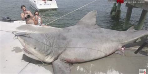 biggest sharks  caught outdoor enthusiast lifestyle magazine