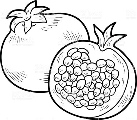 pomegranate drawing  getdrawings